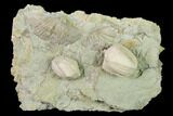 Multiple Blastoid (Pentremites) and Brachiopod Plate - Illinois #135602-1